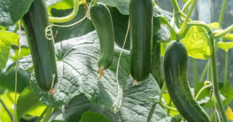 How to Grow Cucumbers