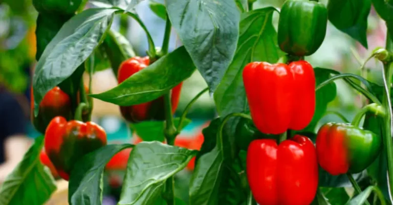 How to Grow Capsicum