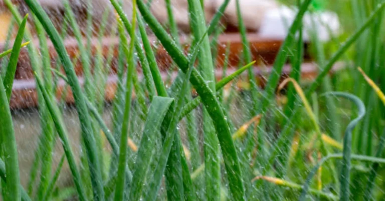 How to Grow Chives