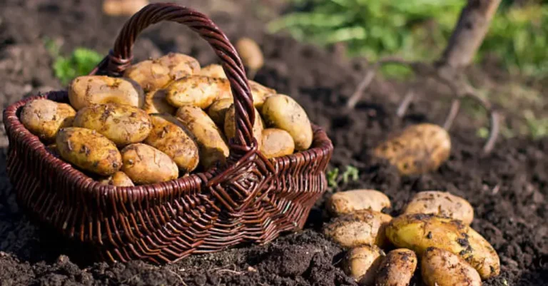 How to Grow Potatoes