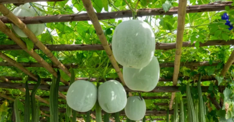 How to Grow Ash Gourd