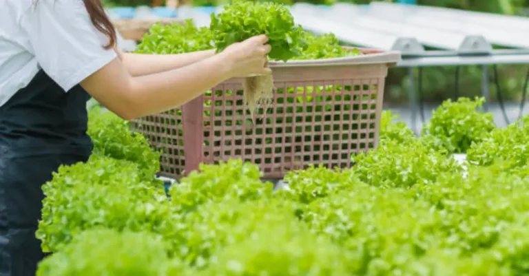 Grow Vegetables Without Soil (Hydroponics for Beginners)