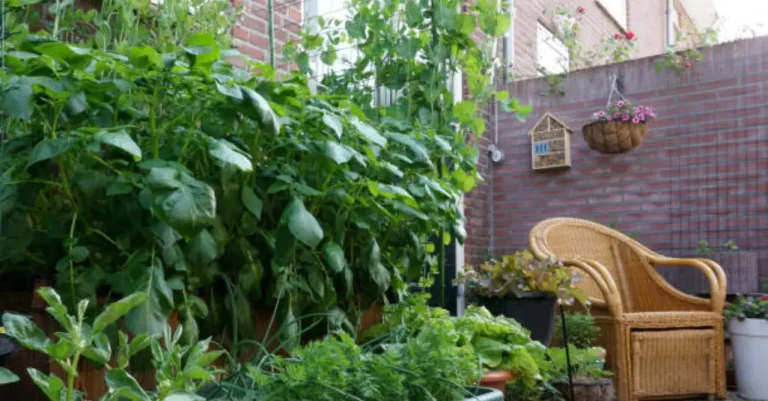 Start a Balcony Vegetable Garden (Small Space Gardening)